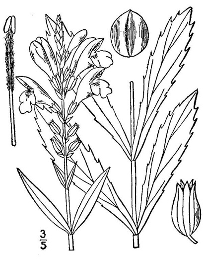 drawing of Physostegia virginiana ssp. virginiana, Northern Obedient-plant, False Dragonhead