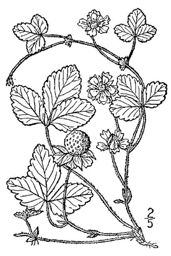 drawing of Potentilla indica, Indian Strawberry, Mock Strawberry