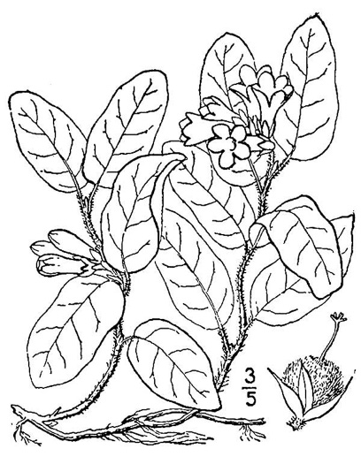 drawing of Epigaea repens, Trailing Arbutus, Mayflower
