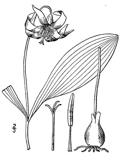 drawing of Erythronium albidum, White Trout Lily, Blonde Lilian, White Fawnlily