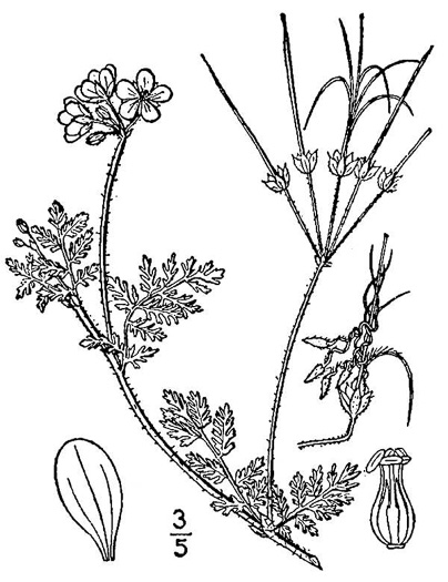 drawing of Erodium cicutarium, Common Storksbill, Redstem Storksbill, Heronsbill, Filaree