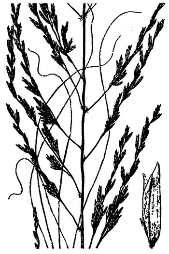 drawing of Eragrostis curvula, Weeping Lovegrass