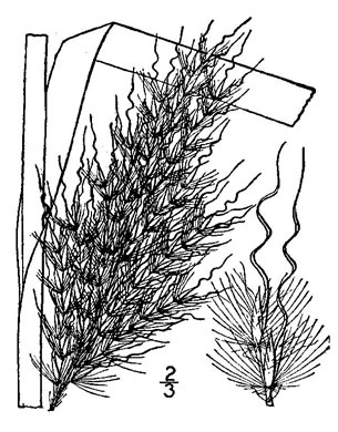 image of Erianthus alopecuroides, Silver Plumegrass