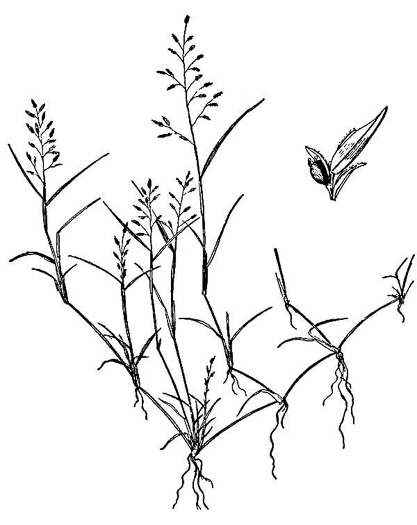 drawing of Eragrostis hypnoides, Creeping Lovegrass, Teal Lovegrass