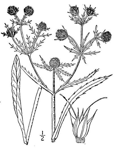 drawing of Eryngium aquaticum, Marsh Eryngo