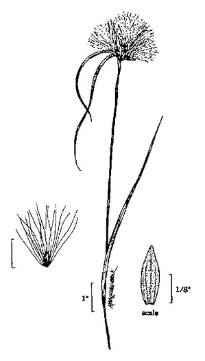 image of Eriophorum virginicum, Tawny Cottongrass, Tawny Cottonsedge, Cat's-paw