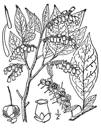 drawing of Eubotrys recurvus, Mountain Sweetbells, Mountain Fetterbush, Deciduous Fetterbush