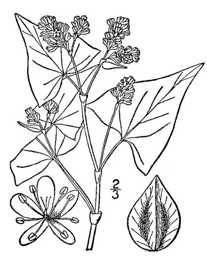 drawing of Fagopyrum esculentum, Buckwheat