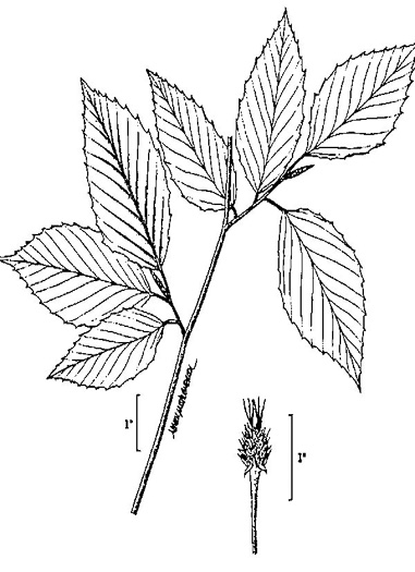 drawing of Fagus grandifolia +, American Beech