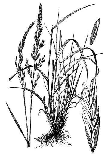 image of Lolium pratense, Meadow Fescue