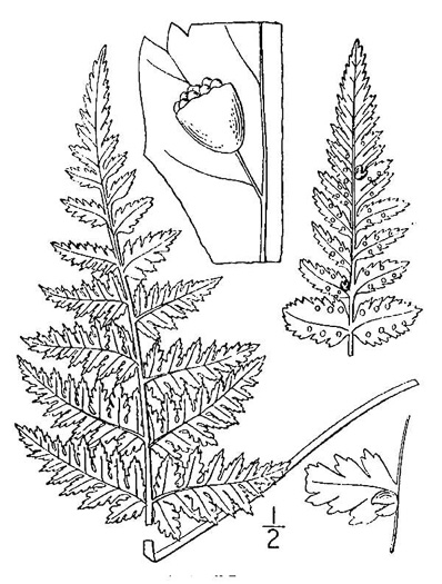 drawing of Cystopteris bulbifera, Bulblet Bladder Fern, Bulblet Fern