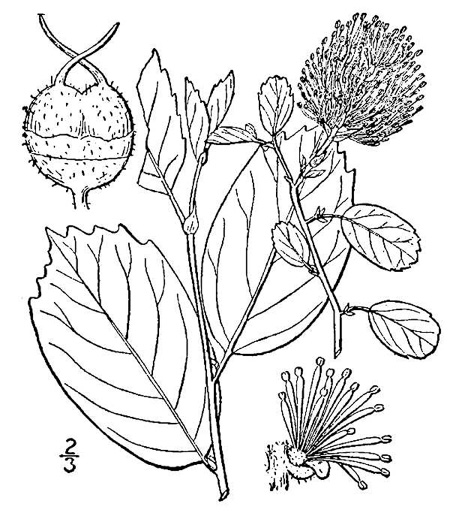 drawing of Fothergilla gardenii, Coastal Witch-alder, Pocosin Witch-alder, Dwarf Witch-alder, Fothergilla