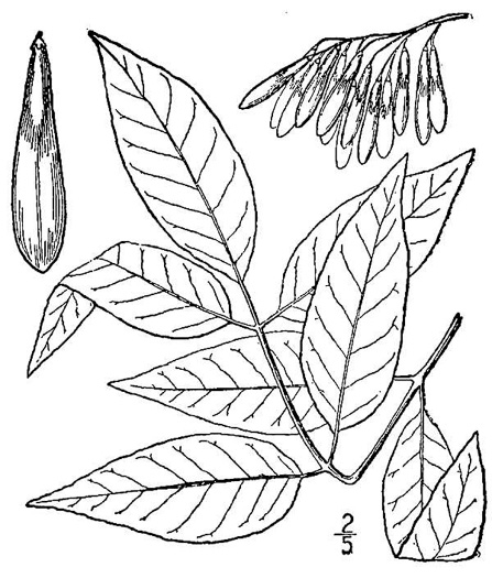 drawing of Fraxinus americana, White Ash, American Ash
