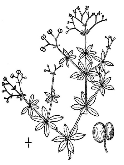 drawing of Galium asprellum, Rough Bedstraw