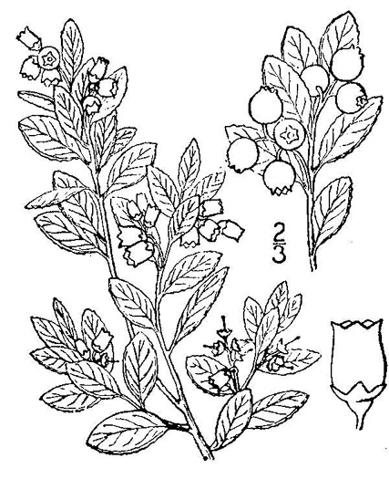 drawing of Gaylussacia brachycera, Box Huckleberry