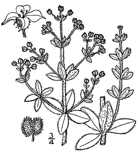 drawing of Galium pilosum, Hairy Bedstraw
