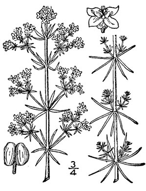 drawing of Galium verum, Yellow Bedstraw, Our Lady's Bedstraw
