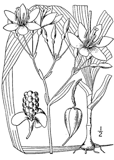 drawing of Iris domestica, Blackberry-lily, Leopard-lily