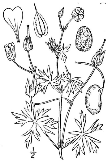 drawing of Geranium columbinum, Longstalk Crane's-bill