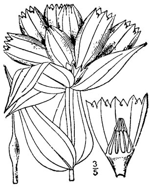 drawing of Gentiana alba, Pale Gentian, Plain Gentian
