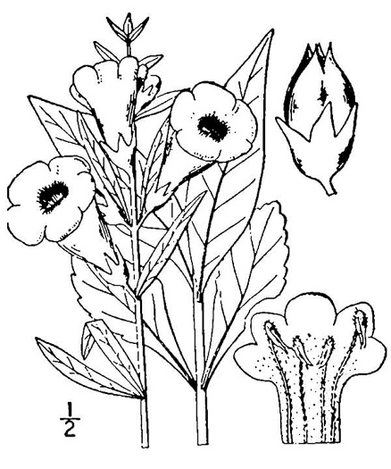 drawing of Aureolaria levigata, Appalachian Oak-leach, Smooth False Foxglove, Entireleaf Yellow False Foxglove