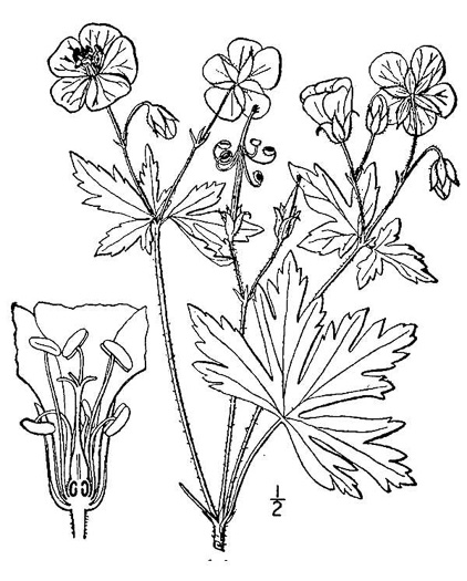image of Geranium maculatum, Wild Geranium