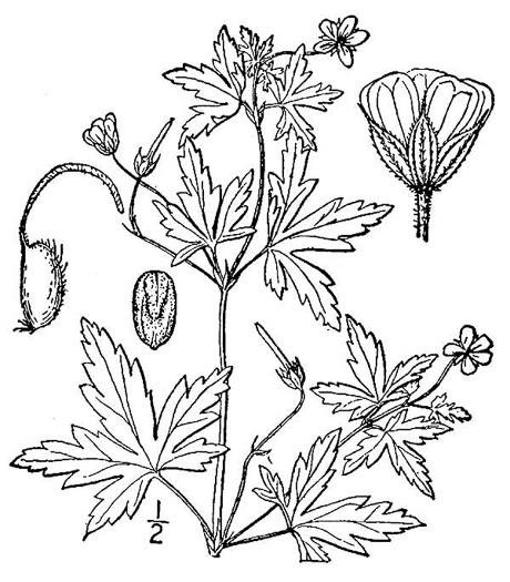 image of Geranium sibiricum, Siberian Cranesbill