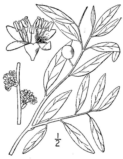 image of Litsea aestivalis, Pondspice