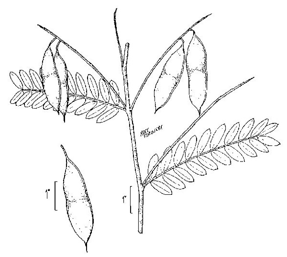 image of Sesbania vesicaria, Bladderpod, Bagpod