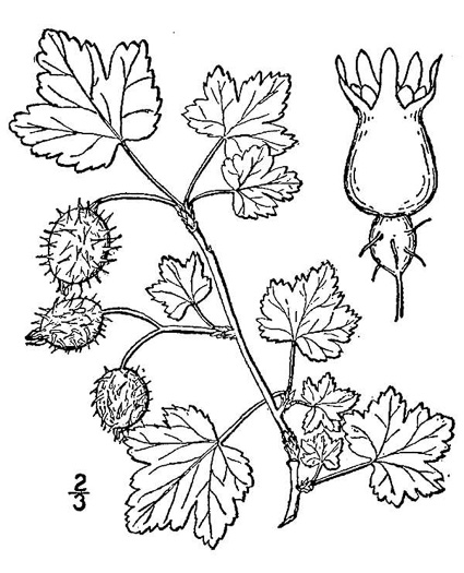 drawing of Ribes cynosbati, Prickly Gooseberry, Dogberry