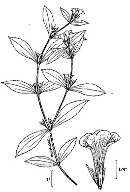 drawing of Gratiola neglecta, Mud-hyssop, Mud Hedge-hyssop, Clammy Hedge-hyssop