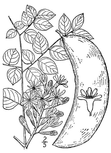 drawing of Gymnocladus dioicus, Kentucky Coffeetree, Kentucky Mahogany