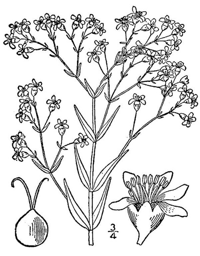 drawing of Gypsophila paniculata, Tall Baby’s-breath