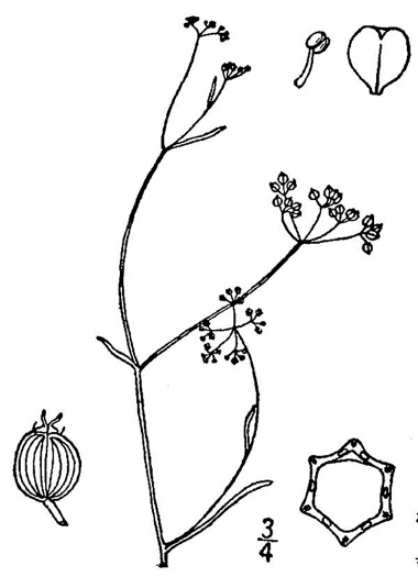 drawing of Harperella nodosa, Harperella, piedmont mock bishopweed