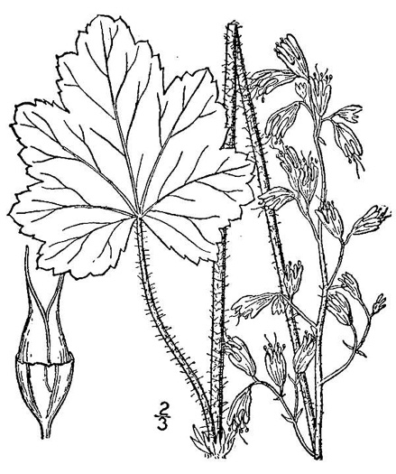 drawing of Heuchera hispida, Purple Alumroot, Hispid Alumroot