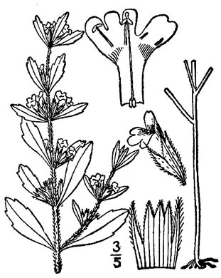 image of Hedeoma pulegioides, American Pennyroyal