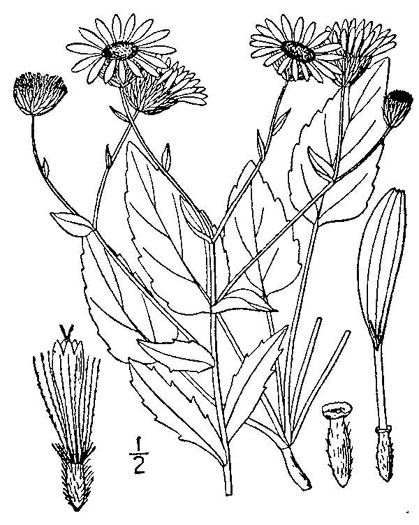 drawing of Heterotheca subaxillaris, Camphorweed
