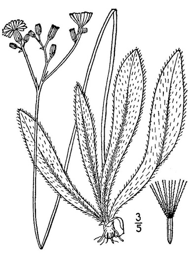 image of Pilosella piloselloides, Glaucous King-devil, Smooth Hawkweed, Tall Hawkweed