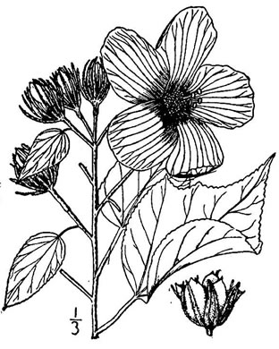 drawing of Hibiscus lasiocarpos, Western Rosemallow