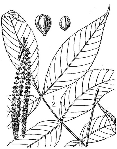 drawing of Carya pallida, Sand Hickory, Pale Hickory