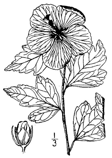 drawing of Hibiscus syriacus, Rose-of-Sharon, Althea