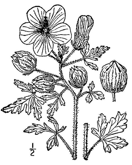 drawing of Hibiscus trionum, Flower-of-an-hour, Venice Mallow, Bladder Ketmia