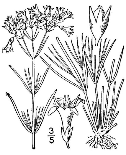 image of Houstonia nigricans var. nigricans, Diamond-flower, Glade Bluet, Prairie Bluet