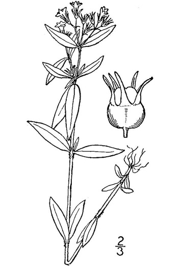 drawing of Houstonia lanceolata, Lanceleaf Bluet, Midwestern Summer Bluet, Glade Mountain Houstonia, Venus's Pride