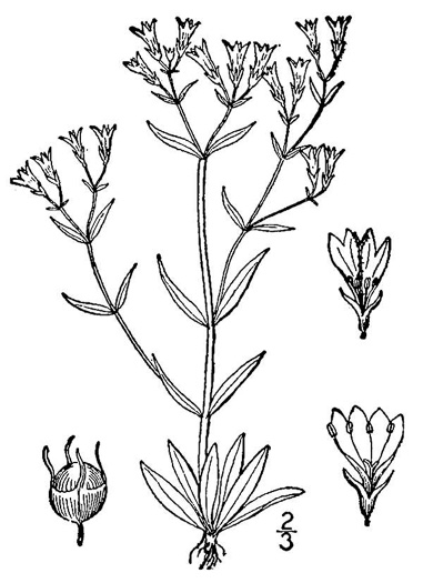 drawing of Houstonia longifolia var. compacta, Eastern Longleaf Bluet