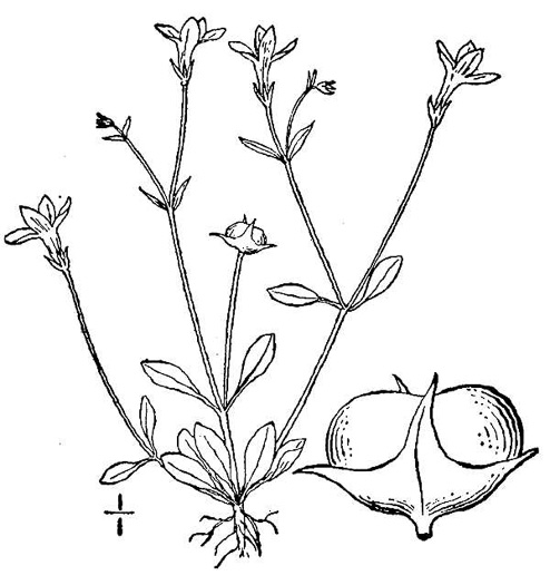 drawing of Houstonia pusilla, Tiny Bluet, Small Bluet