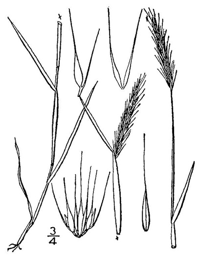 Hordeum pusillum, Little Barley