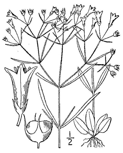 image of Houstonia tenuifolia, Narrowleaf Bluet, Diffuse-branched Bluet