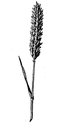 image of Hordeum vulgare, Barley