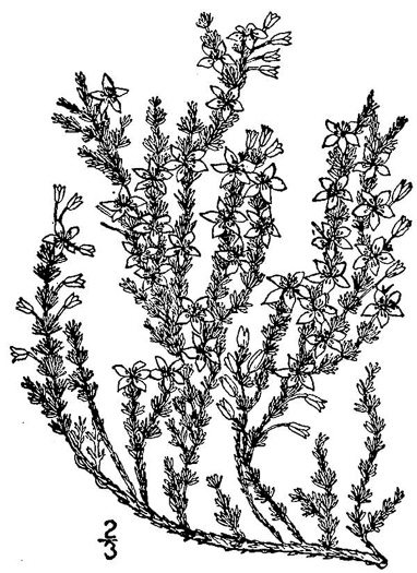 drawing of Hudsonia ericoides, Northern Golden-heather